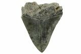 Bargain, Fossil Megalodon Tooth - South Carolina #365784-1